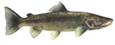 Porqu� los salmones mueren