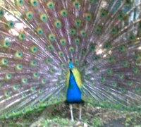 Biograf�a de un pavo real