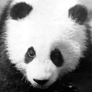 Biograf�a del oso Towi Panda o Tohui Panda
