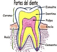 Porque partes est� formado un diente y sus funciones